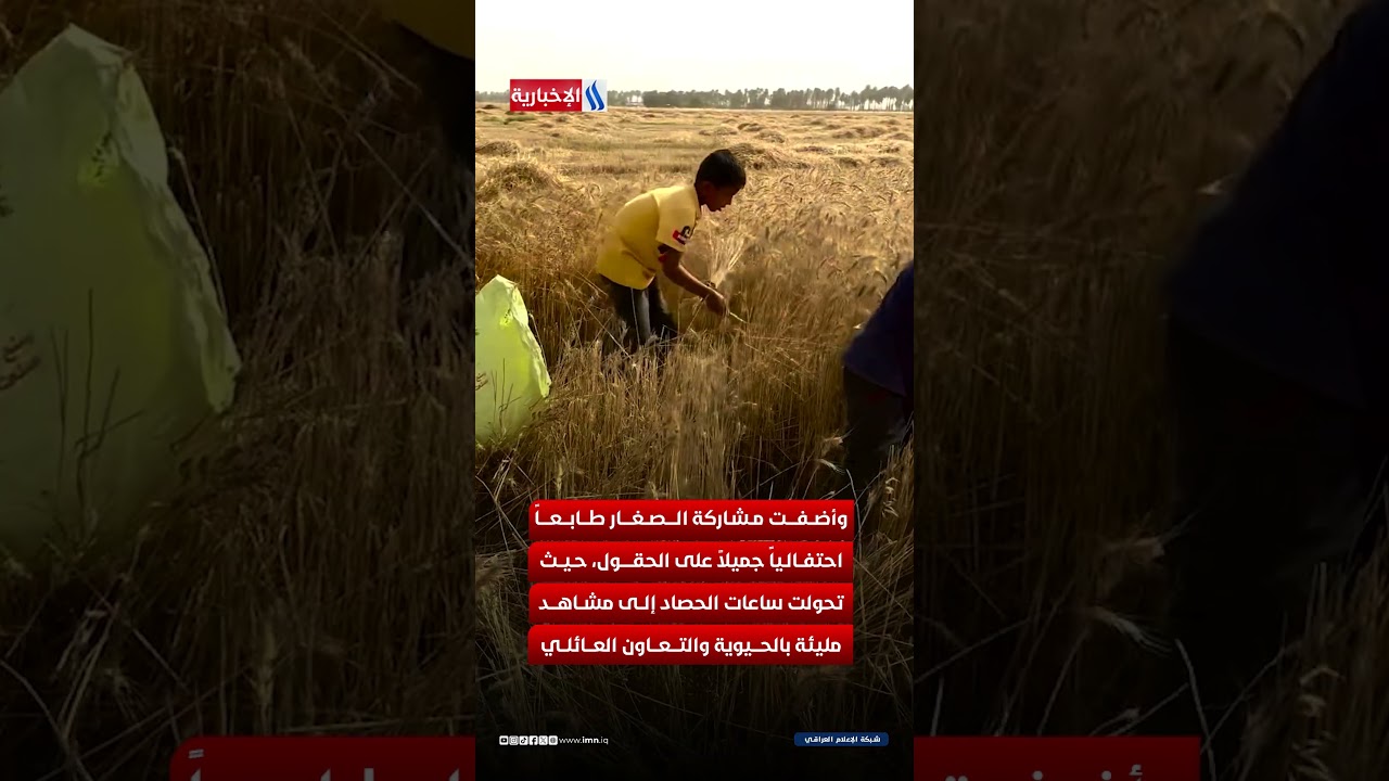 فيديو | أطفال النجف بين السنابل.. إرث زراعي تتوارثه الأجيال