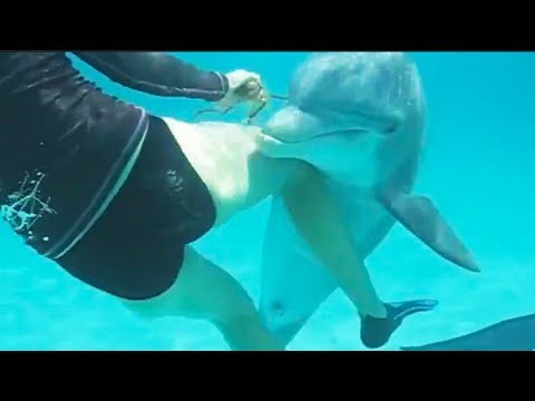 Divnej delfín