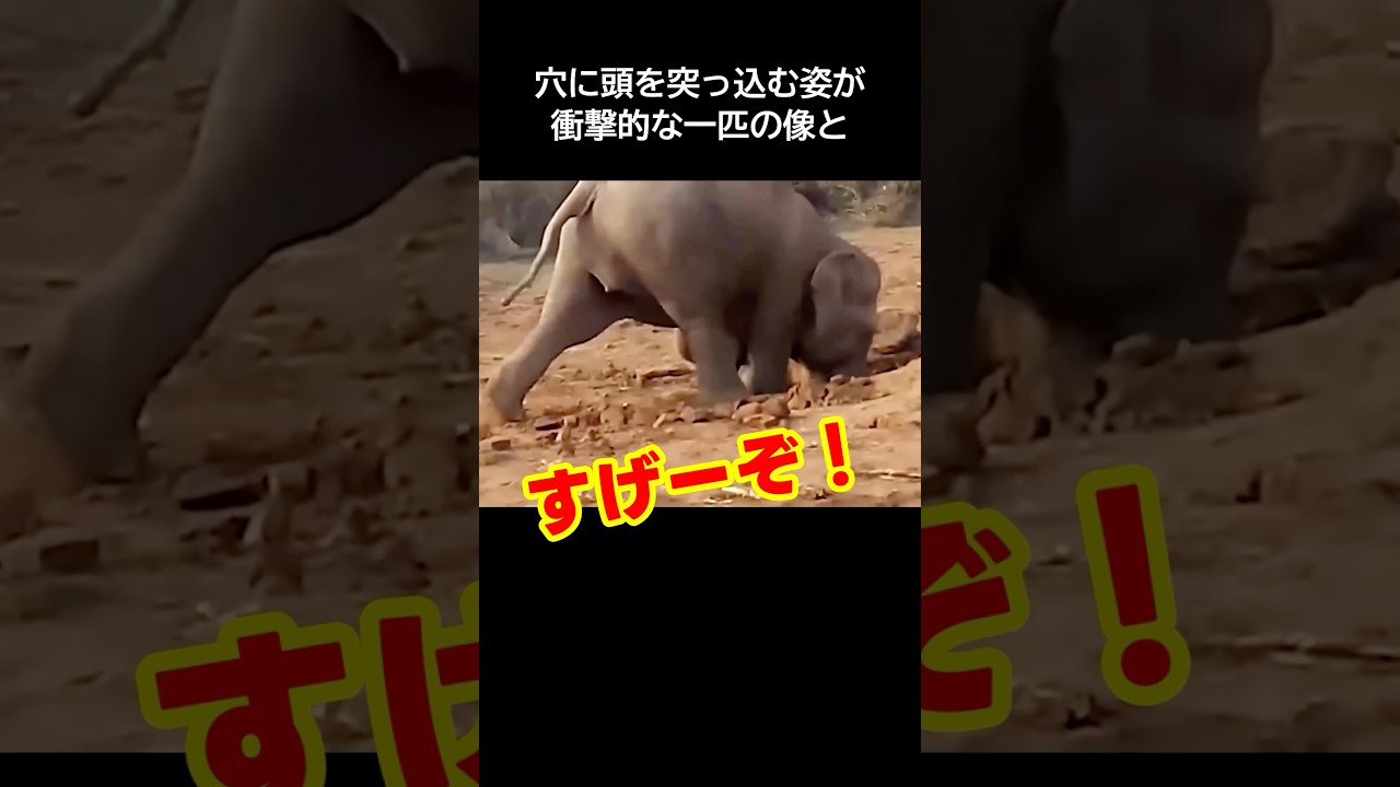 世界がビビった穴に頭を突っ込む像の衝撃的な姿！