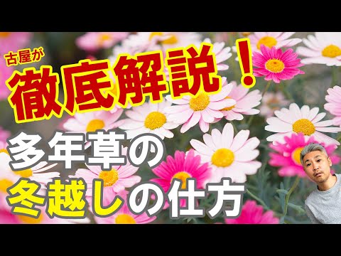 園芸 冬でも花を咲かせる多年草