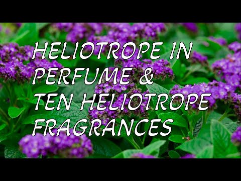 HELIOTROPE IN PERFUME & TEN HELIOTROPE FRAGRANCES