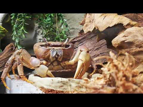 エウロパ島の Cardisoma carnifex