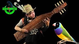 Download lagu Audio Relaksasi, Suara Burung Plus Instrumen Musik Sape mp3 Download lagu Audio Relaksasi, Suara Burung Plus Instrumen Musik Sape mp3