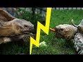Meet Museum Tortoises Hermes And Mud