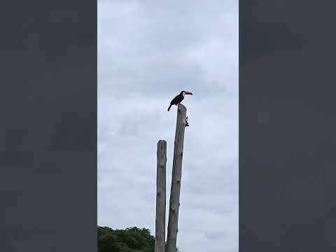 🤩🔭🐦AVISTAJE DE TUCAN GRANDE EN GENERAL PIZARRO, ANTA SALTA.‼️CUIDEMOS LA FAUNA AUTÓCTONA‼️