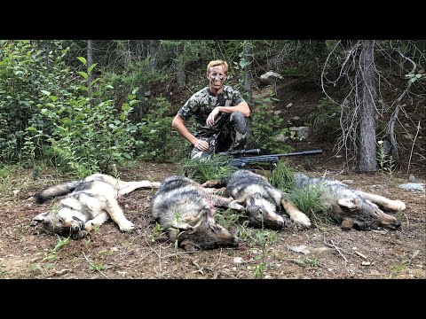 4 Wolves Down, Successful Hunt!!! - Stuck N the Rut 150