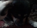 Goodbye Lola
