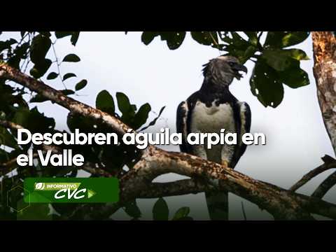 Descubren águila arpía en el Valle