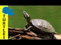 Turtles for Little Ones: Preschool Learning about Turtles for Kids - FreeSchool Early Birds