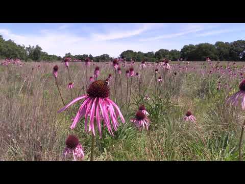Pale Purple Cone Flower