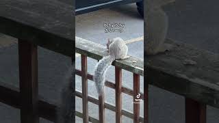 Days of wild squirrels リスの季節　#squirrel #canada #vancouverbc #リス #カナダ #バンクーバー