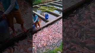 Download lagu Bapak ini sukses budidaya ikan nila merah dikolam air deras #ikannila #shorts mp3