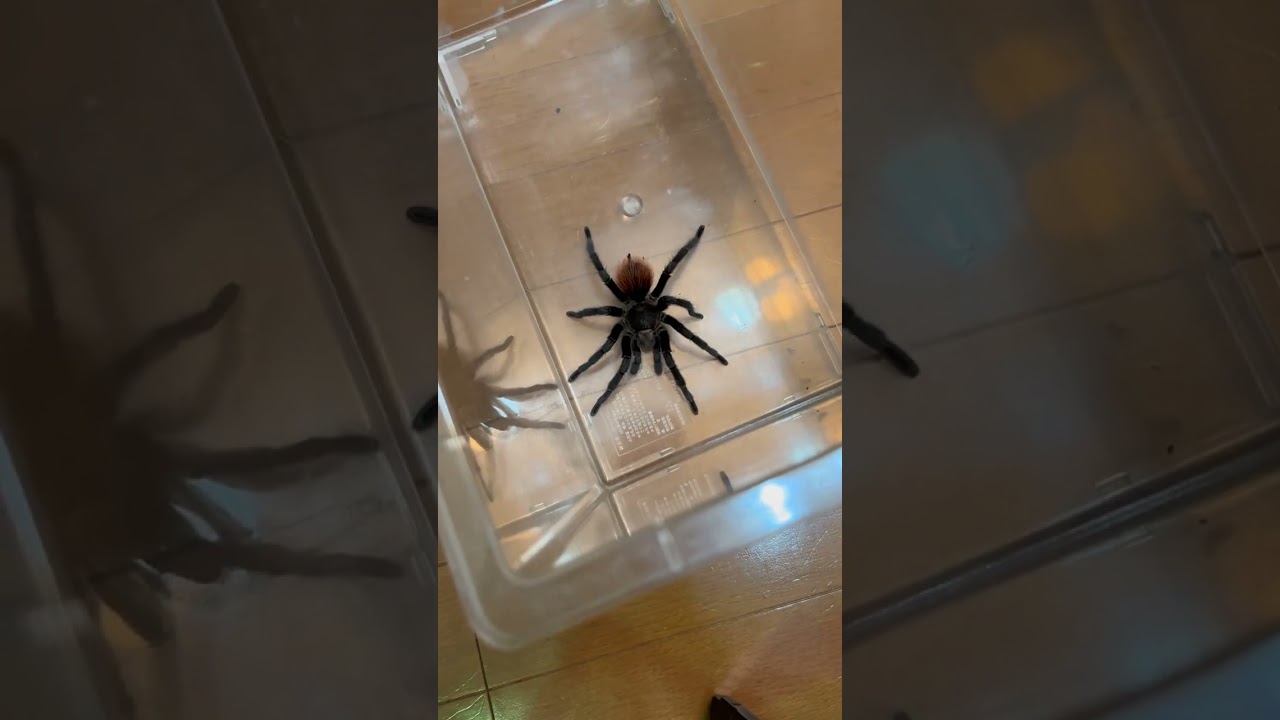 タランチュラに穴を開けないといけなくなりました…