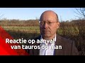 Een groep taurossen wordt tijdelijk in een afgesloten vangwei gezet nadat een man zondag door een...