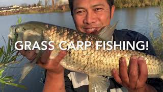 HOW TO CATCH GRASS CARP FISH!