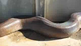 preview picture of video 'Huge Dead Snake'