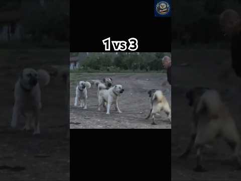 1 Kangal vs 3 Dogs – Can the Legend Handle It Alone?