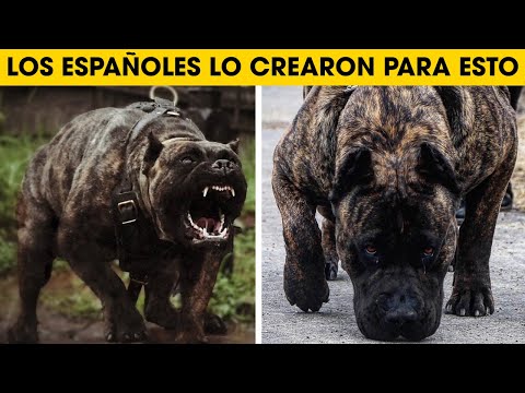 Cosas Que No Sabias De Los Perros Presa Canario