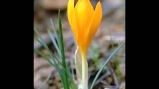 Çiğdem der ki ben elayım- Çiğdem TAŞTAN