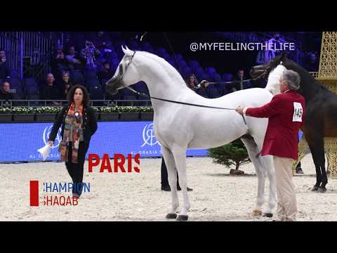 Hariry Al Shaqab, the WORLD PLATINUM Champion Arabian Stallion, Paris 2019