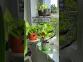WINDOWSILL FULL OF PLANTS - BEFORE & AFTER! | seedor.store