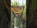 How To Extract Honey From Local Bees How To Extract Honey From Local Bees Honey Bee 2025