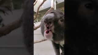 Download lagu Tidak mungkin suara koala seperti ini. mp3