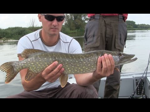 Rzeka obfitości 2 | odc. 24 | dużo kleni, jazi | duży szczupak | techniki łowienia wędkarstwo