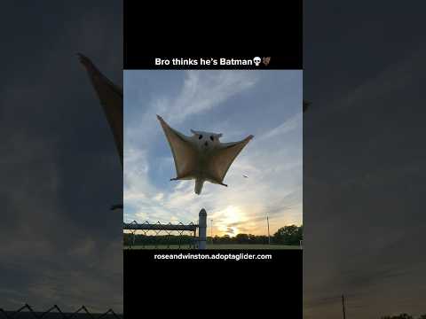 Rose & Winston 🔛🔝 #sugarglider