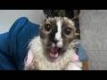 WAKE UP CAT MEME Wake Up You Re Getting Comfortable Cat Meme