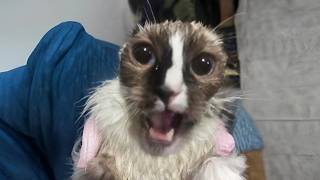 WAKE UP CAT MEME | Wake Up You're Getting Comfortable Cat Meme