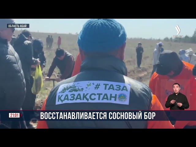Восстанавливается сосновый бор