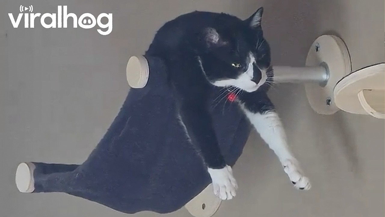 Cat Stretched Out in a Hammock || ViralHog