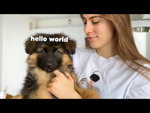 My New German Shepherd Puppy: The First Week at Home