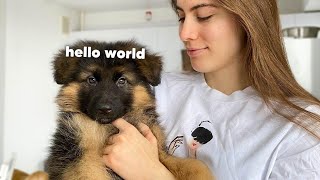 My New German Shepherd Puppy: The First Week at Home