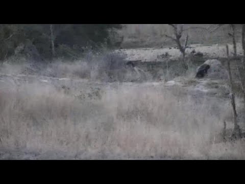 Djuma: Honey Badger makes a quick appearance - 18:11 - 09/24/20