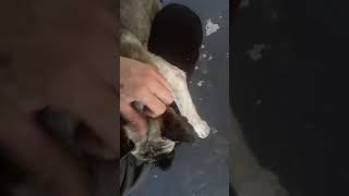 Alaskan Husky Puppies Videos