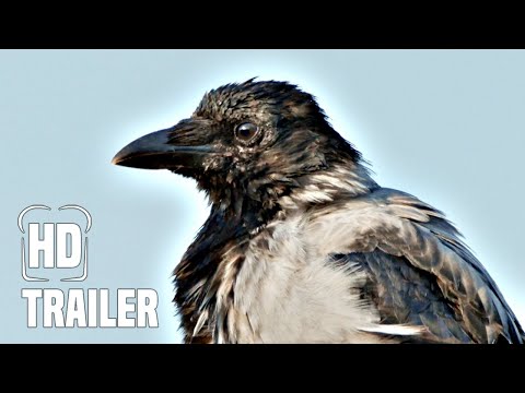 KRÄHEN - NATURE IS WATCHING US Trailer German Deutsch (2023) @FilmtoastDE