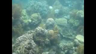 preview picture of video 'While Snorkeling at  Coral Gardens, Lusong Island, Calamian Group Palawan Philippines'