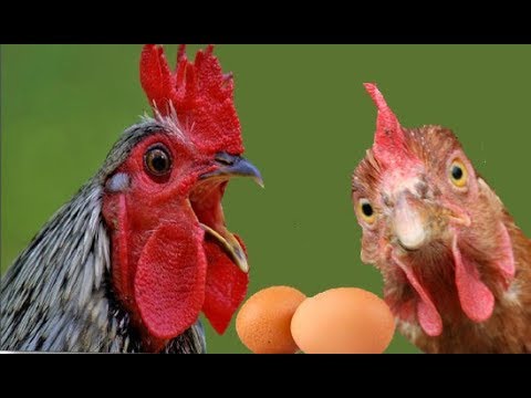 , title : 'Horoz Olmayan Kümeste Tavuk Yumurta Yapar Mı ?'