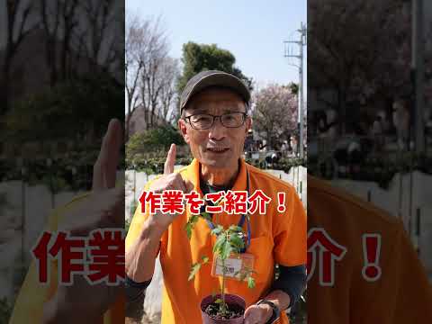 トマトに定期的に水やり 2022