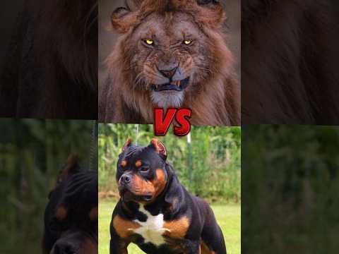 ☠️ Pitbull dog  Vs 😈Killer Lion || Animal Fight Part 9