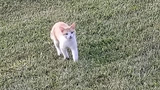 Cats Are Liquid: ALitS (World 8)