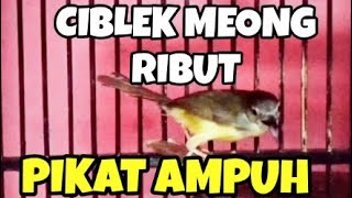 Download lagu AMPUH Suara pikat Ciblek Tebu ribut jantan betina bersahutan Anti zonk mp3 Download lagu AMPUH Suara pikat Ciblek Tebu ribut jantan betina bersahutan Anti zonk mp3