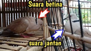 Download lagu perbedaan puter jantan dan betina || suara burung puter betina 😊 mp3