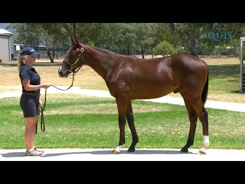 LOT 156 - SHOOTING TO WIN (AUS) x BIRD INTHE HEATHER (AUS)