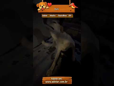 Vídeo de Bob