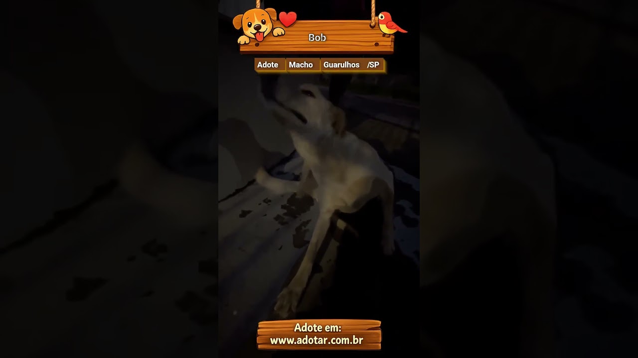 Cachorro raça SRD-ViraLata idade 4 anos nome Bob