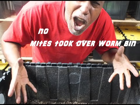 Not this problem in my Worm bin