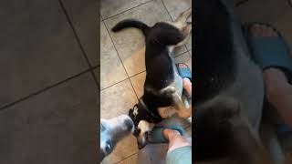 Video preview image #1 Gerberian Shepsky Puppy For Sale in Corona, CA, USA